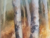 Birch Trees