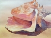 Sea Shell